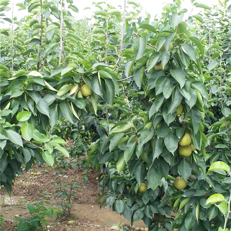 大同市晚秋黄梨苗什么时候种植好？