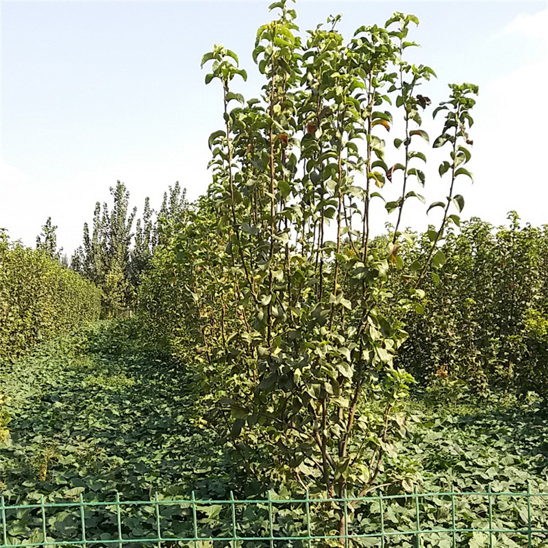 大同市晚秋黄梨苗什么时候种植好？