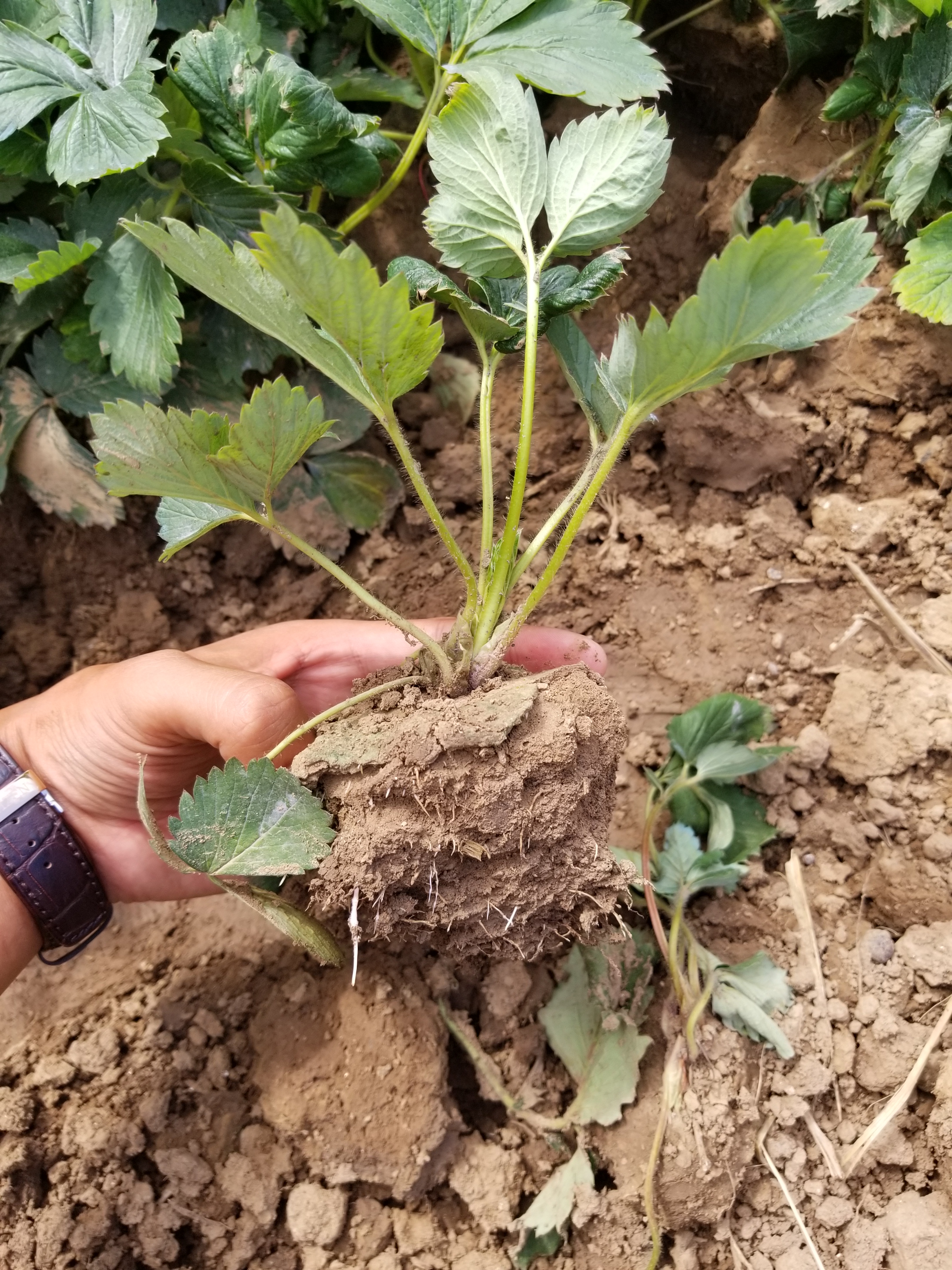 天仙醉草莓苗品质纯度妙香3号草莓苗