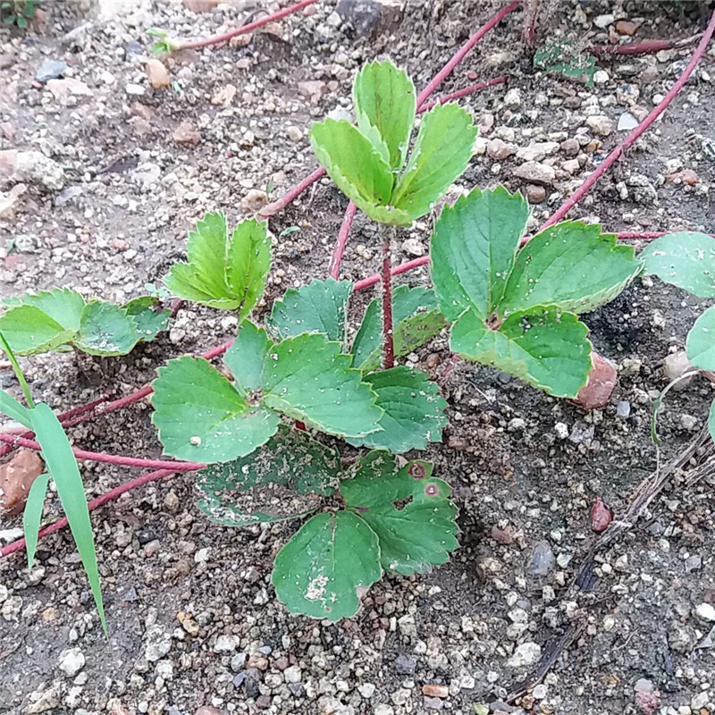 妙香草莓苗经济效益怎么样？草莓苗