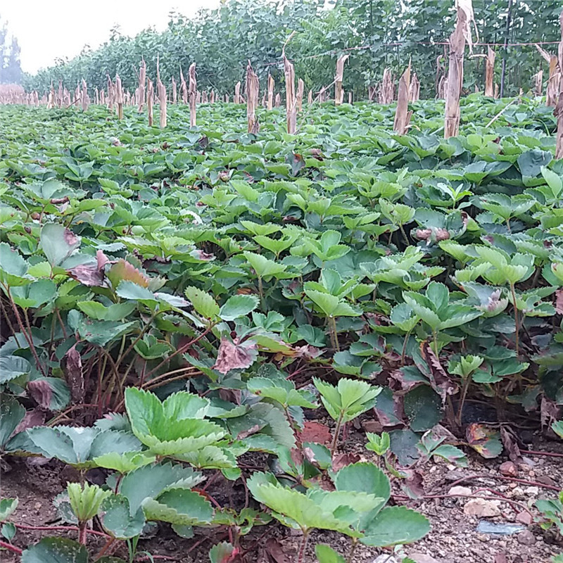 拉松草莓苗基地批发菠萝莓