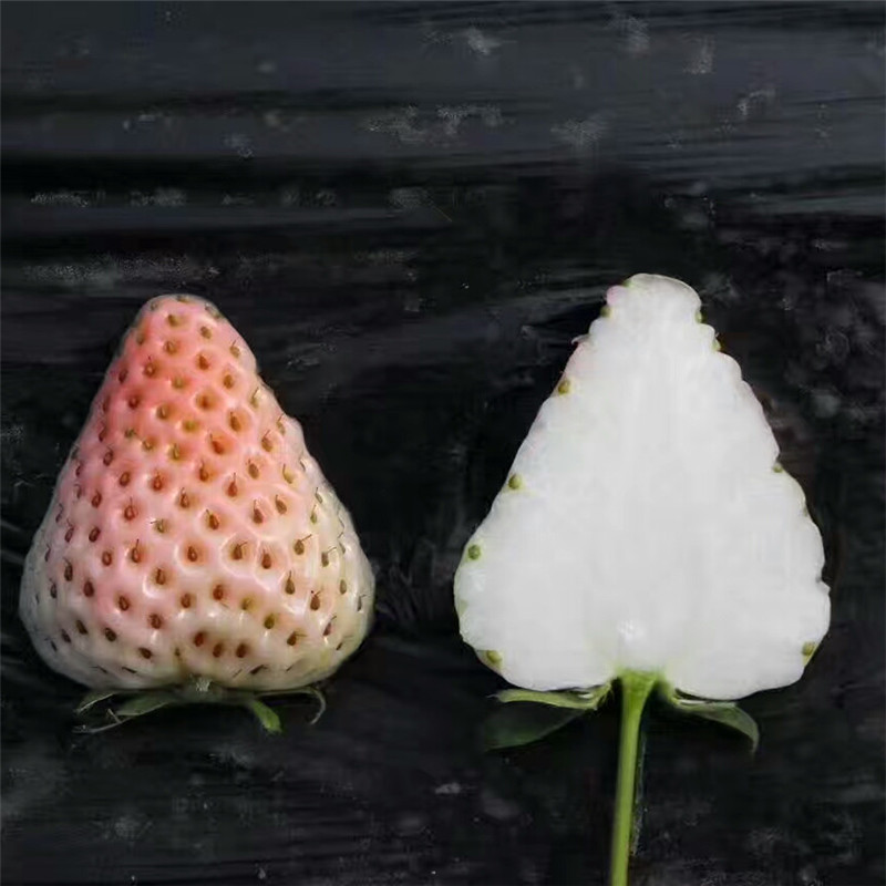 甜宝草莓苗厂家甜宝草莓苗