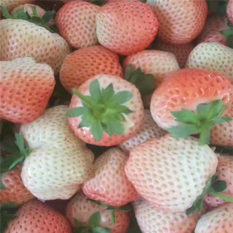 妙香草莓苗信誉厂家宁玉草莓苗