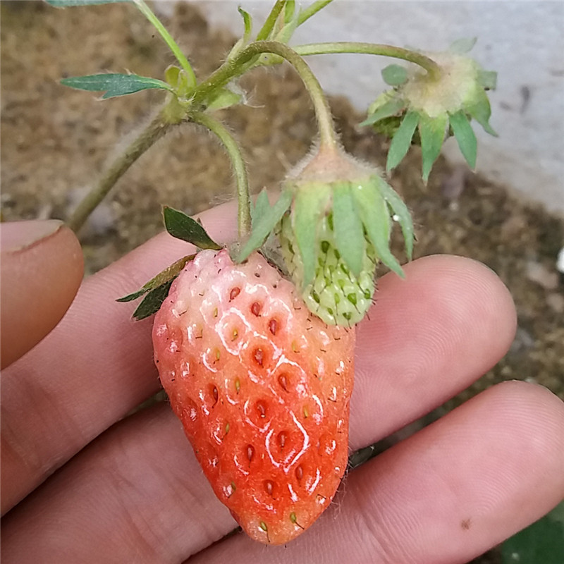 拉松草莓苗基地批发菠萝莓