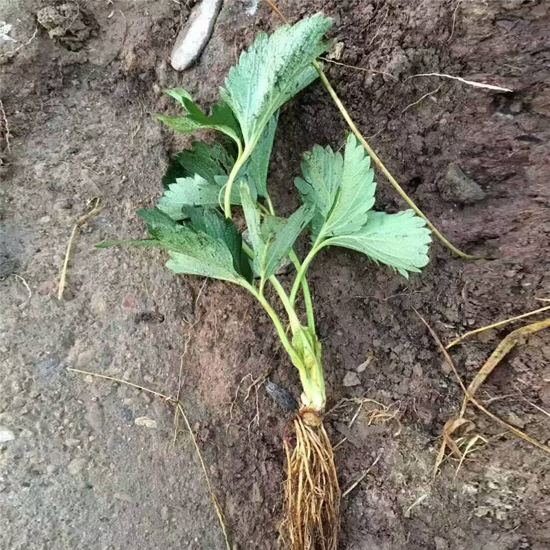 草莓秧怎么种植？妙香草莓苗