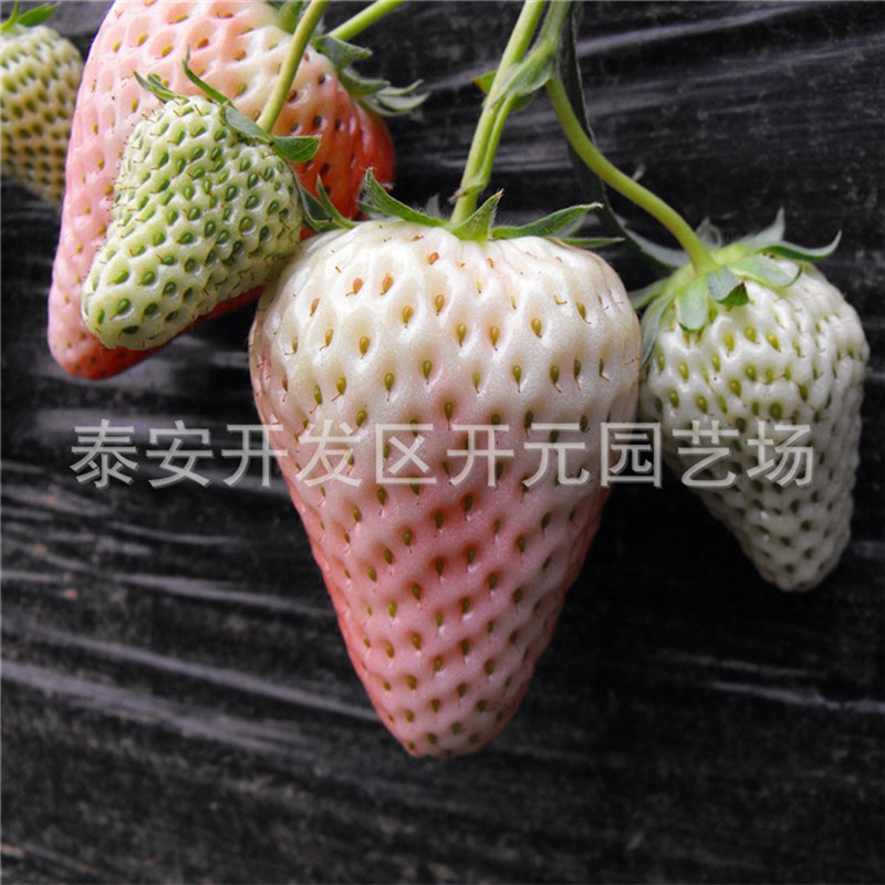 妙香草莓苗价格红颜草莓苗