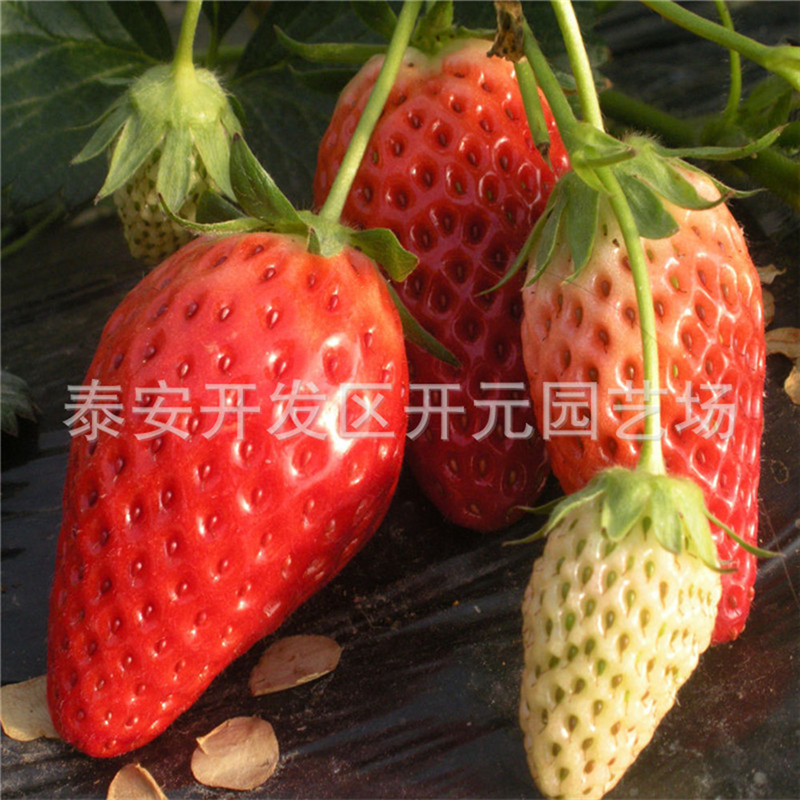 妙香3号草莓苗怎么种植？京郊小白草莓苗