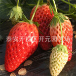 妙香草莓苗薄利多销/价格美丽奶油草莓苗