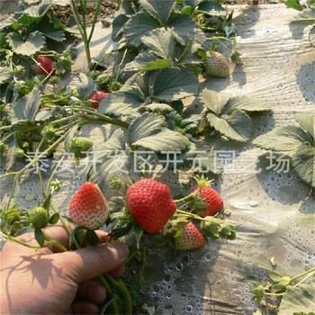 丰香草莓苗种植方法妙香3号草莓苗