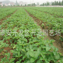 甜查理草莓苗批发太空2008草莓苗图片