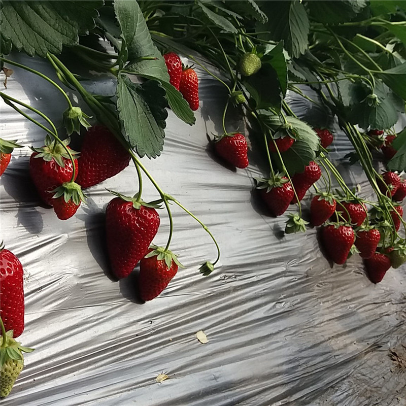 露天草莓苗什么时候种植好？白草莓