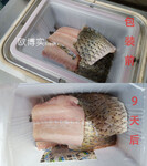 欧博实Fresh+生鲜鱼肉气调保鲜包装保鲜9天试验