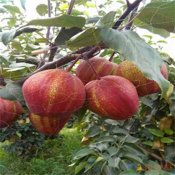 苹果梨树苗规格标准