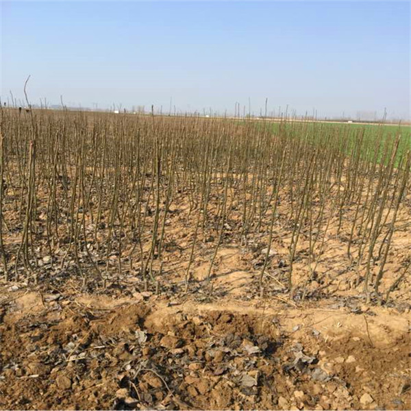红梨树苗种植和养护