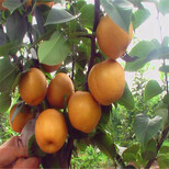 奇红早酥梨树苗哪个品种好介绍图片3