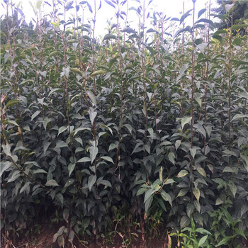 奥冠红梨树苗种植种植户