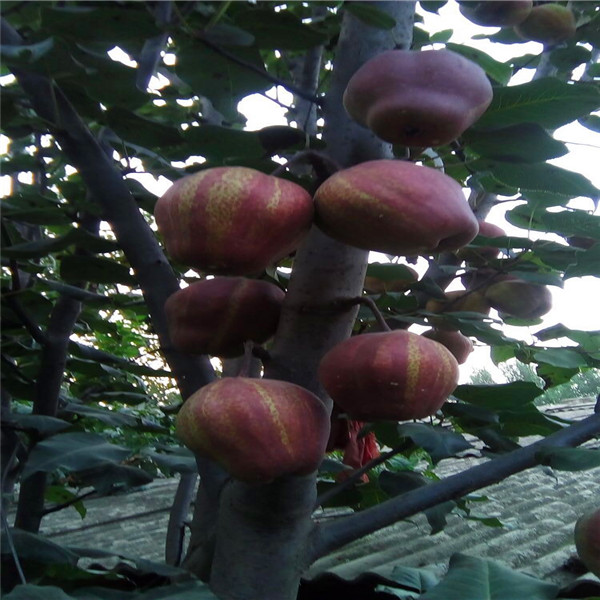 早酥红梨树苗常见的病虫害防治方法