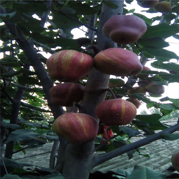 金香水梨树苗种植技术