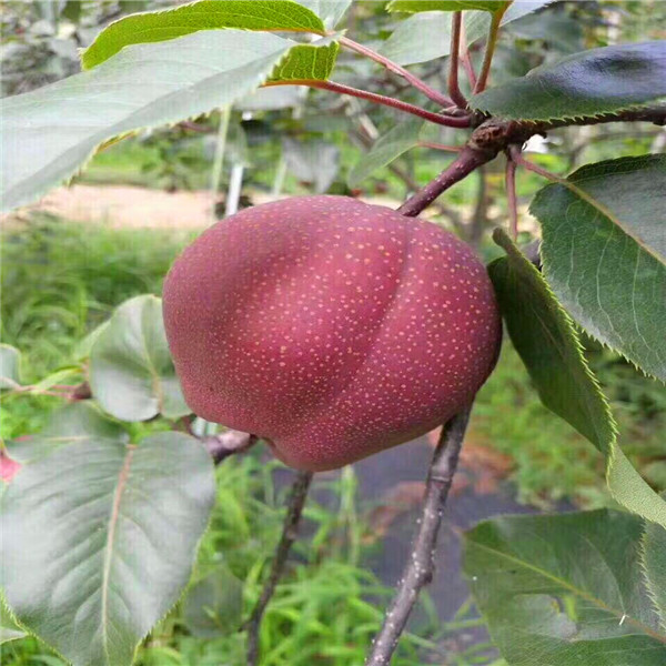 香水梨树苗产地