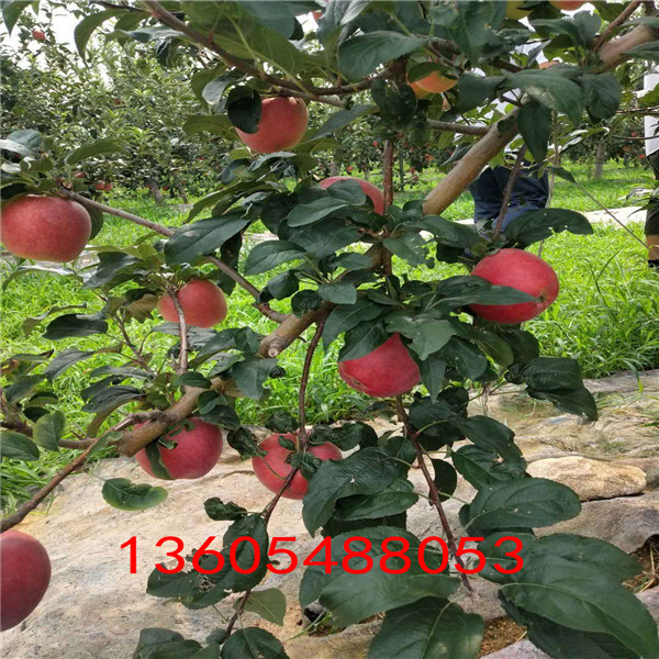 三穗黑钻苹果苗规格品种