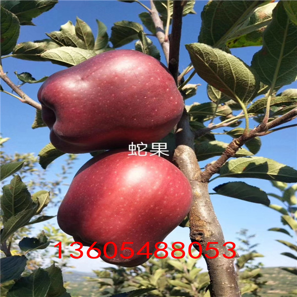坡苹果苗种植产量高、坡苹果苗生态习性