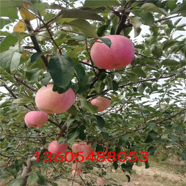 冬红宝苹果苗生产商、冬红宝苹果苗2018出售价格