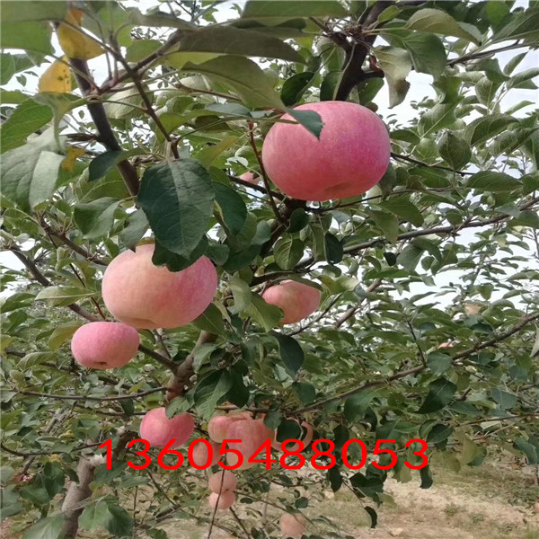 品质中秋红蜜苹果苗、中秋红蜜苹果苗栽植季节