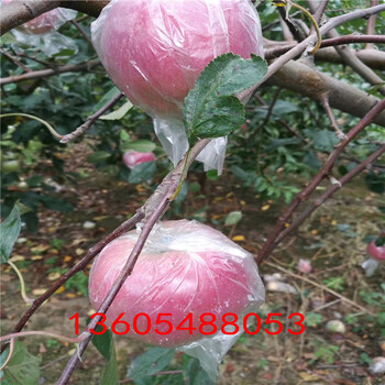 质量有蜜脆苹果苗、蜜脆苹果苗基地在哪