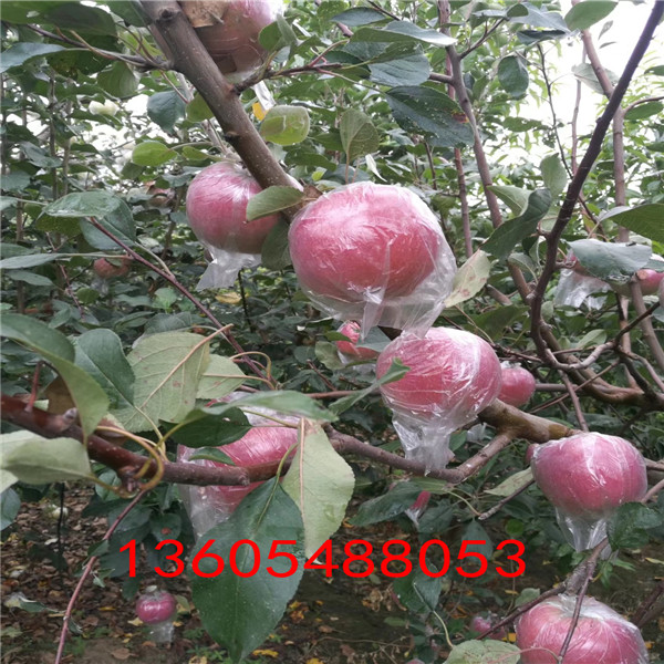 三穗黑钻苹果苗规格品种