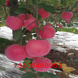 瑞红苹果苗、瑞红苹果苗种植技术大全图片