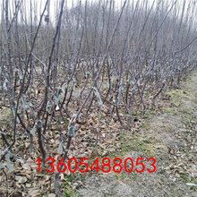 长富12号苹果苗近期卖什么价、长富12号苹果苗哪个品种好介绍图片
