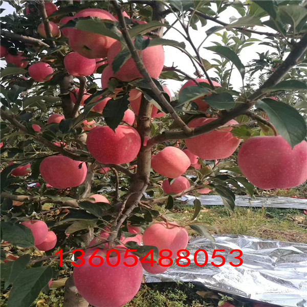 华红苹果苗、明山区华红苹果苗近期价格变动