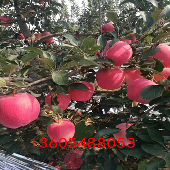 前郭尔罗斯蒙古族自治新2001红富士苹果苗配置什么授粉树