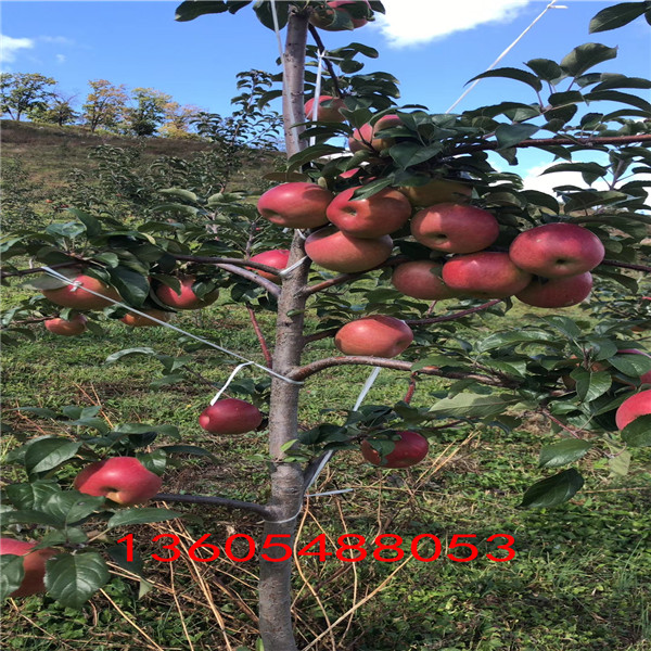 无锈金矮生苹果苗、新昌无锈金矮生苹果苗栽培环境