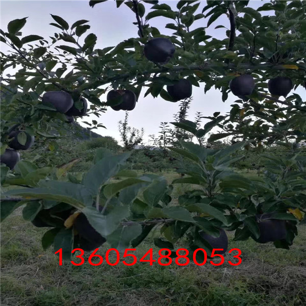 黑钻苹果苗适合土壤