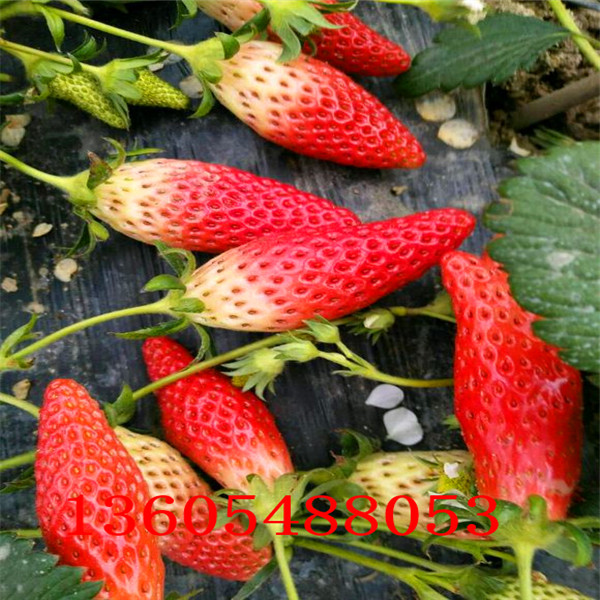 大棚草莓苗、市中区大棚草莓苗欢迎来电