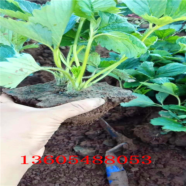 凤冠草莓苗前景如何 、凤冠草莓苗种植产量高