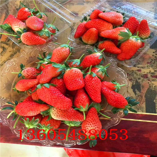 陆地草莓苗、天宁区陆地草莓苗出售