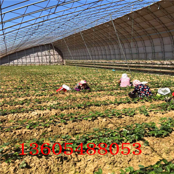 凤冠草莓苗前景如何 、凤冠草莓苗种植产量高
