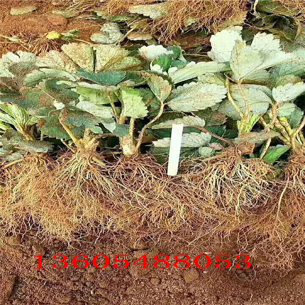久能早生草莓苗一棵树产多少斤 、久能早生草莓苗种植注意事项
