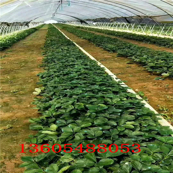 古都华草莓苗批发多少钱一棵 、古都华草莓苗种植技术大全