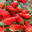 硕丰草莓苗、硕丰草莓苗功效与作用图片