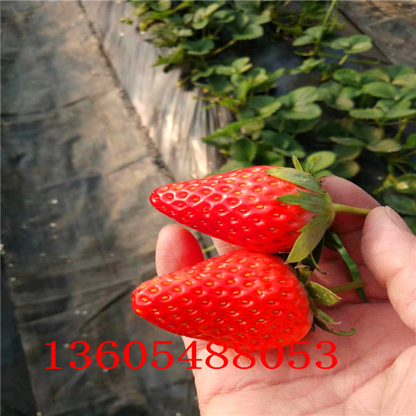 硕丰草莓苗看苗订购 、硕丰草莓苗矮化栽植介绍