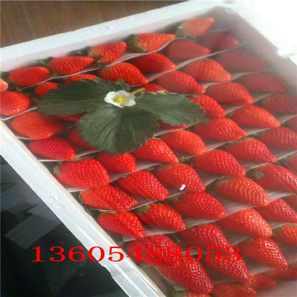 红玉草莓苗介绍简介 、红玉草莓苗实拍图片