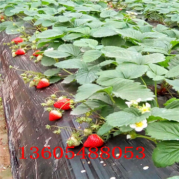 金莓草莓苗看苗订购、金莓草莓苗几年达到丰产期
