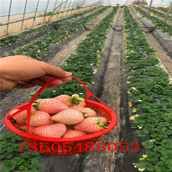 初恋馨香草莓苗种植技术大全 、初恋馨香草莓苗价格