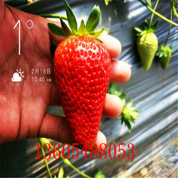 黑草莓苗全国供应 、黑草莓苗出厂价