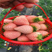 日本红丰草莓苗病虫害防治、日本红丰草莓苗生产厂家