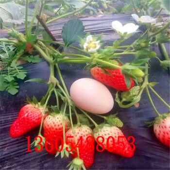 图德拉草莓苗有什么缺点、图德拉草莓苗种类繁多订购热线