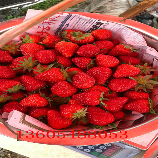 艳丽草莓苗栽植季节 、艳丽草莓苗存放时间长不烂果的果苗